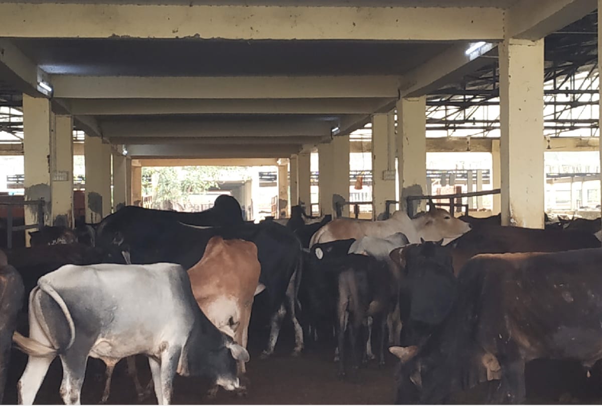 Three times more cows than capacity in Kanha garden in Gorakhpur