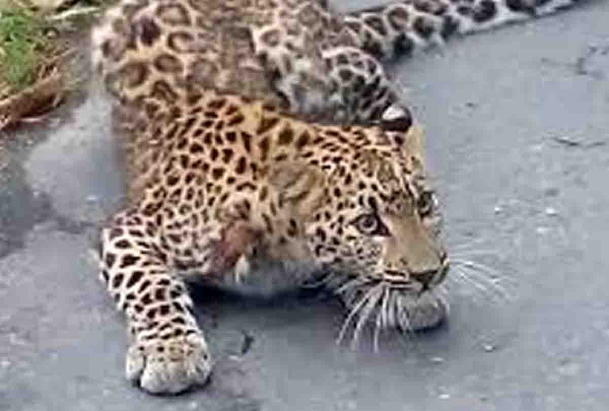 Leopard attacked on girl in etawah