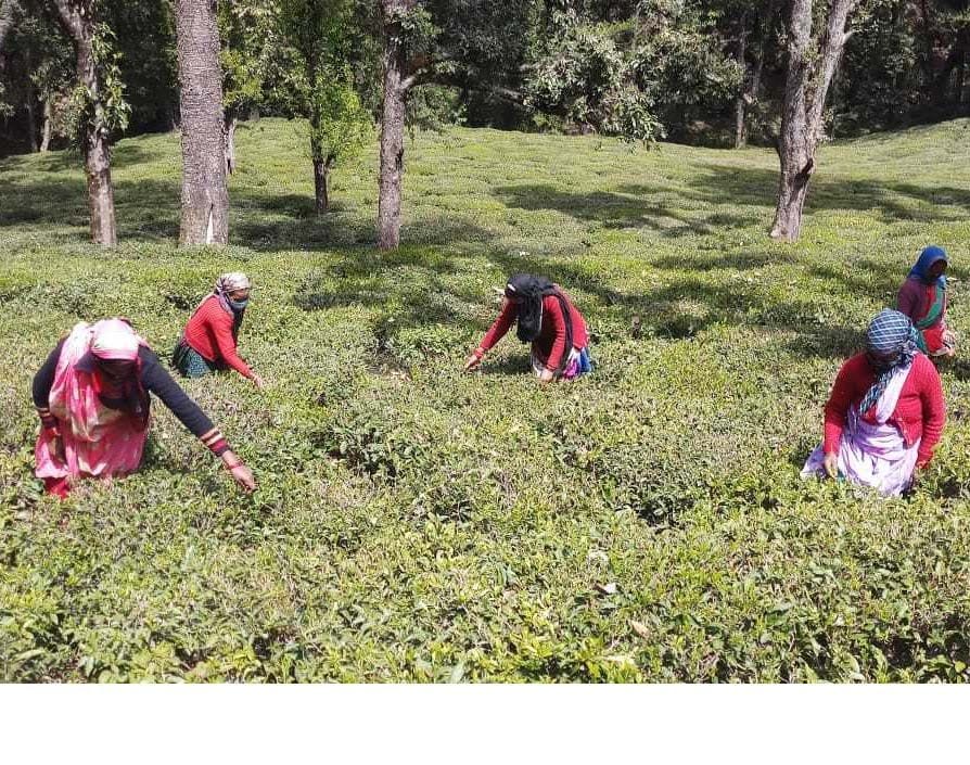 Kuamaun Tea