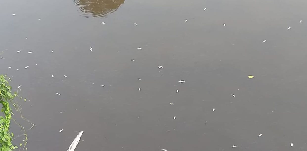 fish
