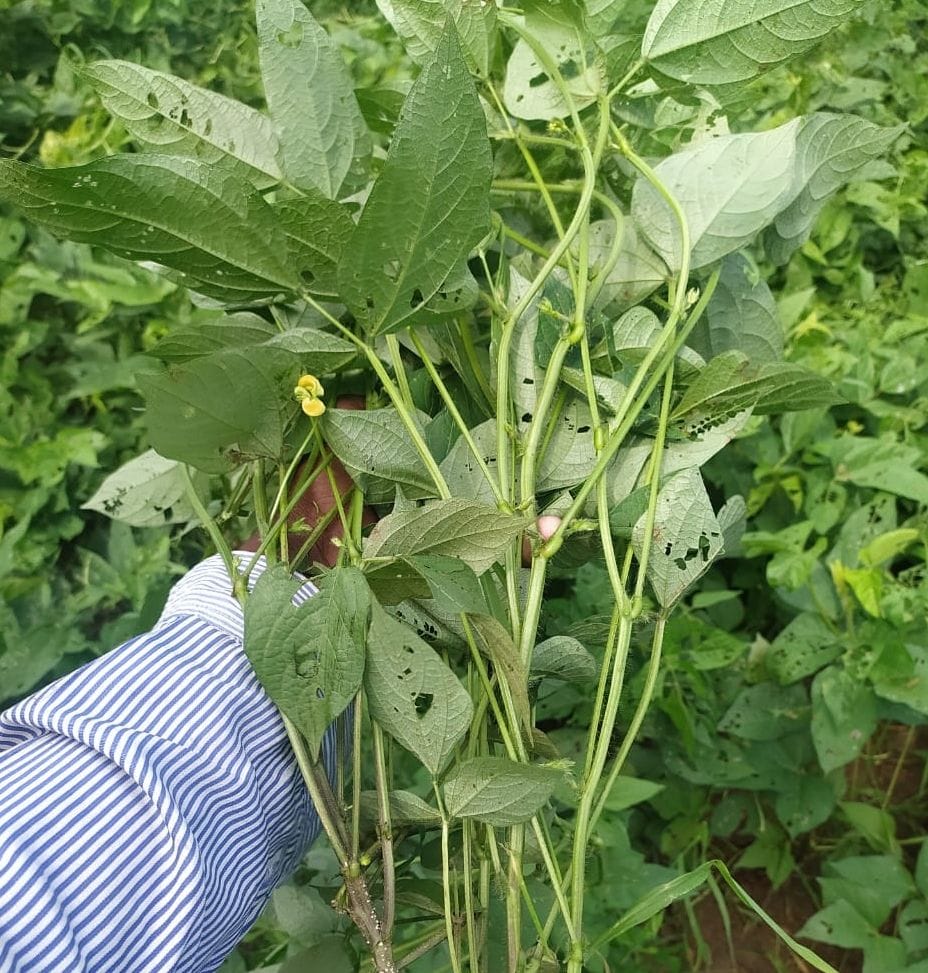 Mung urad crop are not complete