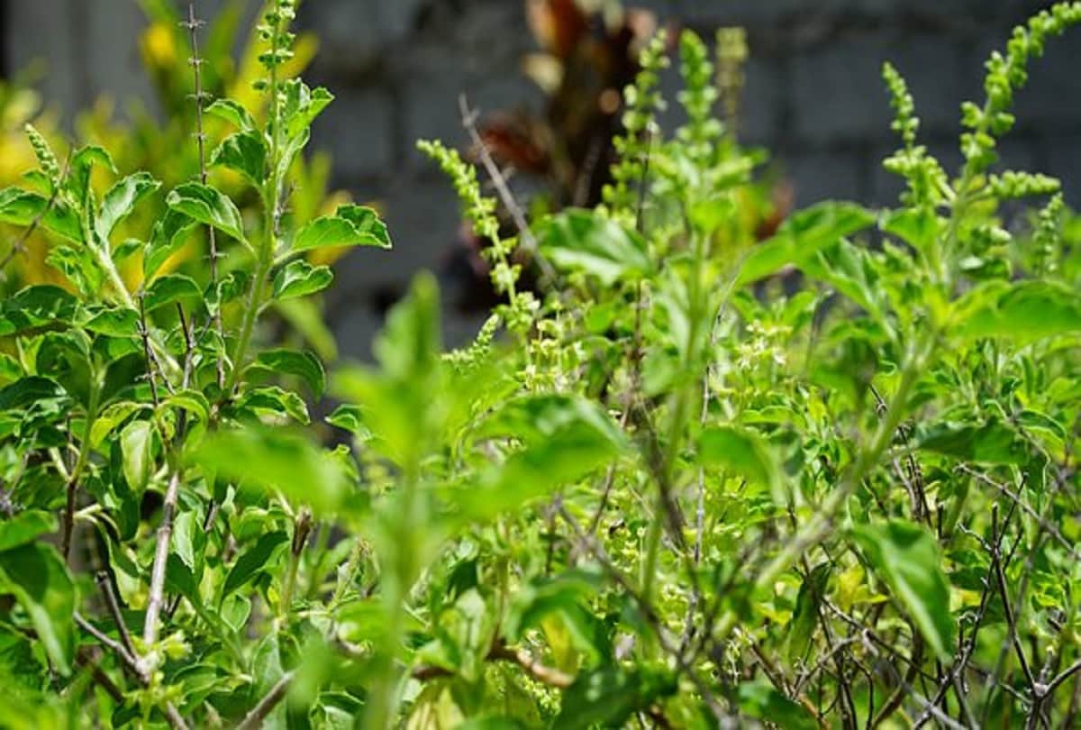 vastu tips growing these good luck plants in home for happy and prosperous life