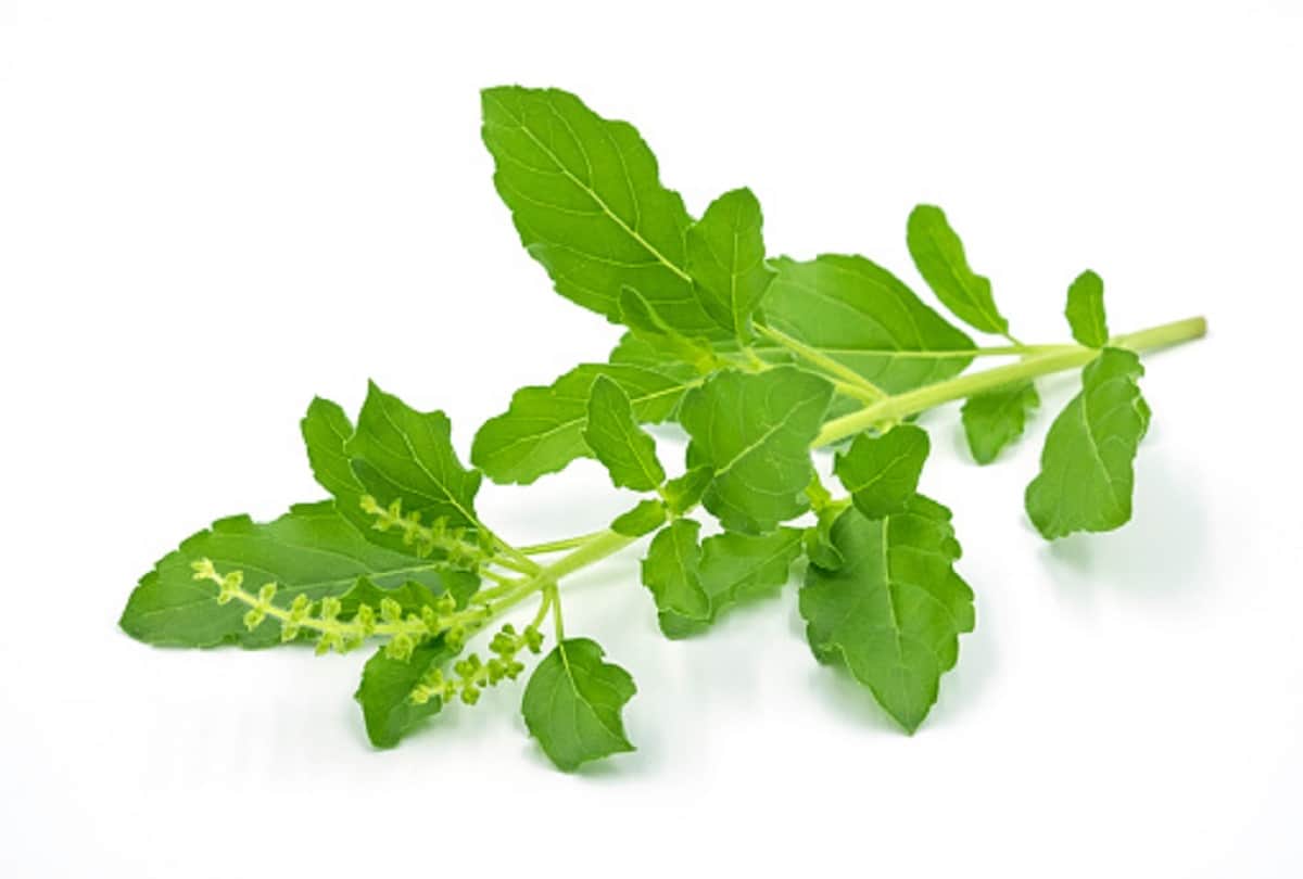 benefits of tulsi leaves in hindi, tulsi for immunity