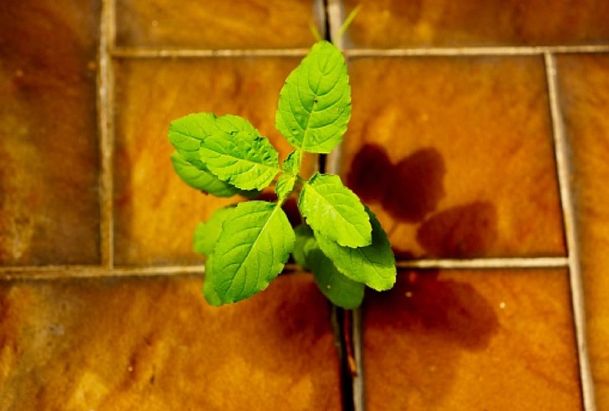 Tulsi Plant Rules for Happiness and Prosperity at Home Know What to Keep