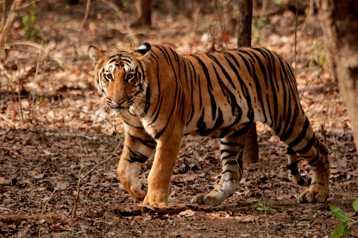 tiger in khiri