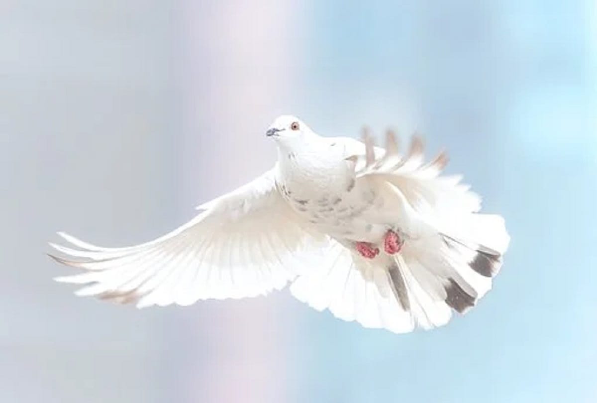 International Peace Day 2020: Date, Theme, History, Significance All You Need to Know