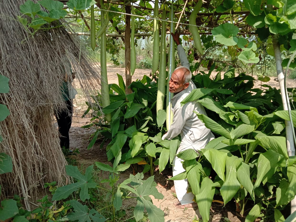 Babulal became rich by growing gourd with scaffolding method