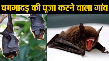 indian village where bats are worshipped