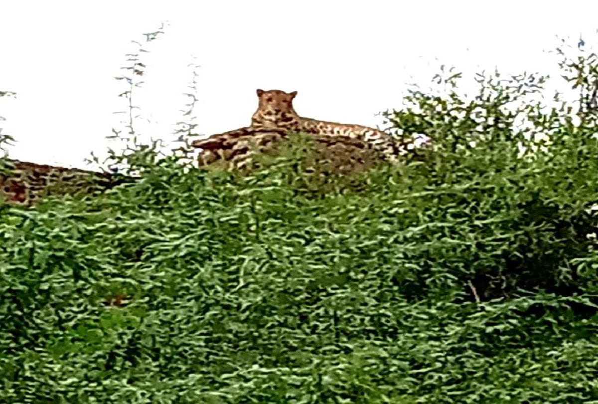 Leopard Grows In Chambal Eight Cubs Also Saw Forest Department Alert Villagers