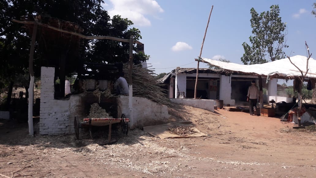 Sugarcane is less sweet, sugar is being made with jaggery