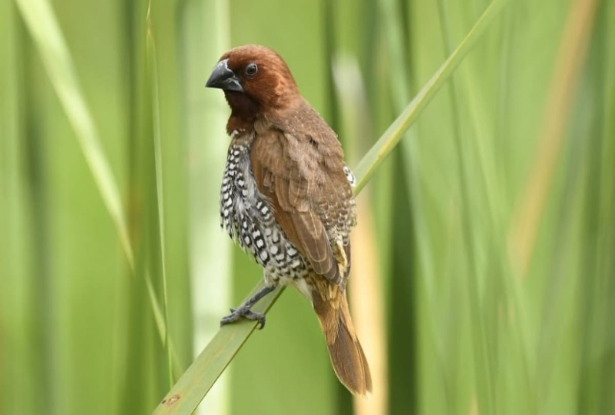 astro remedy for good luck just arrange food and water to the birds in june month