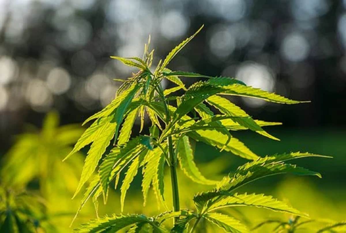 Coronavirus Medicine updates in hindi Canadian company Akseera Pharma planning to begin clinical trials of Cannabidiol CBD derived from Cannabis in India