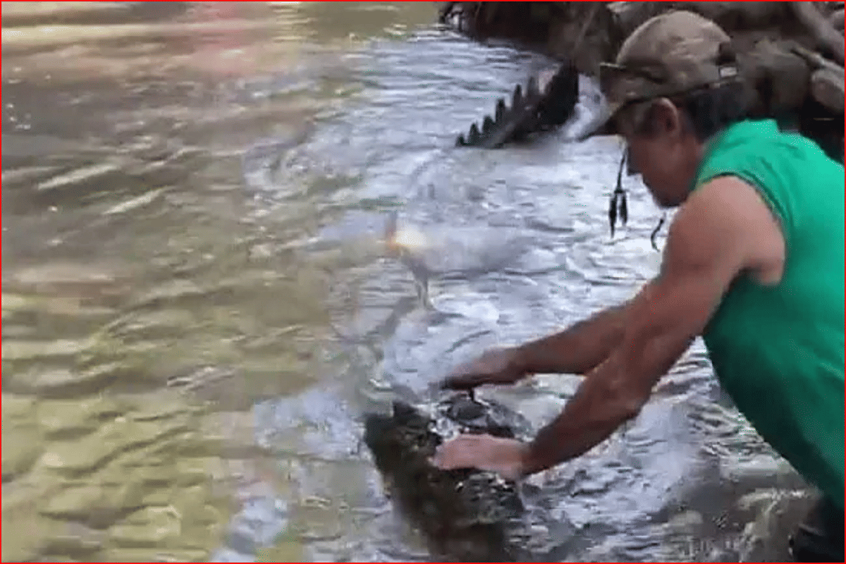 a man calmly pushes away a 13 foot long crocodile in viral video from Australia