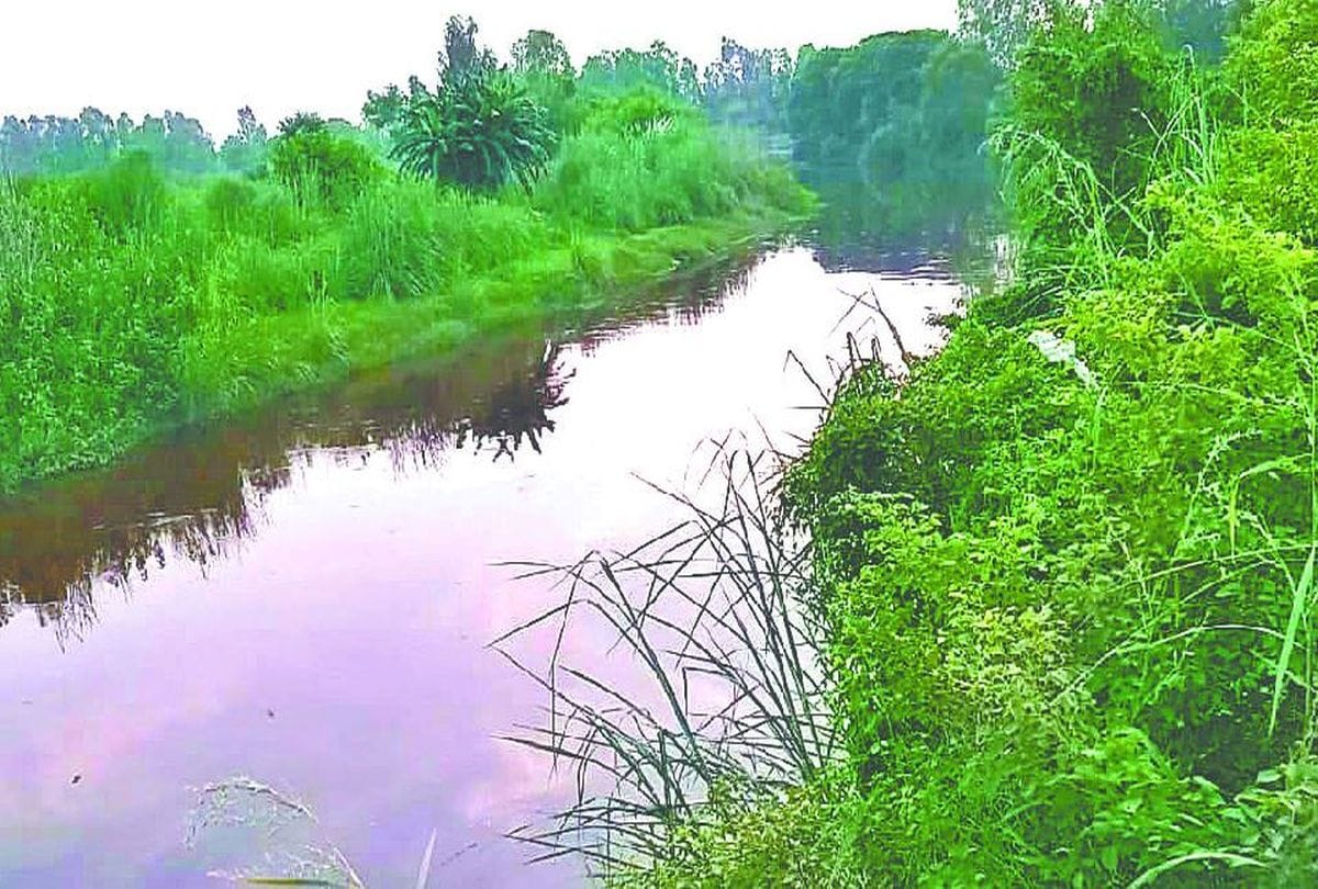 Fishes Died In Kali Nadi Pollution Control Board Starts Investigation