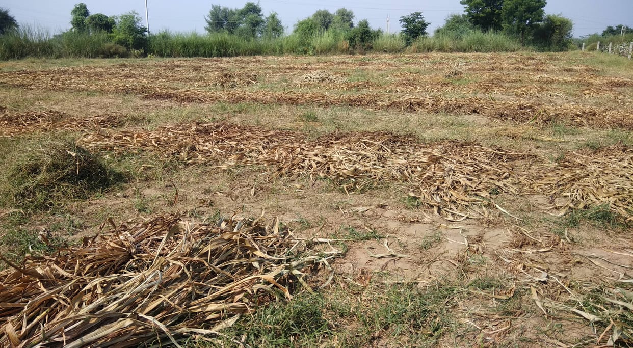 30 mm rain increases farmers' problems, weather will be variable till September 24.