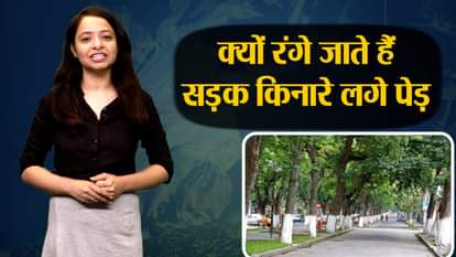 why trees are painted in white color