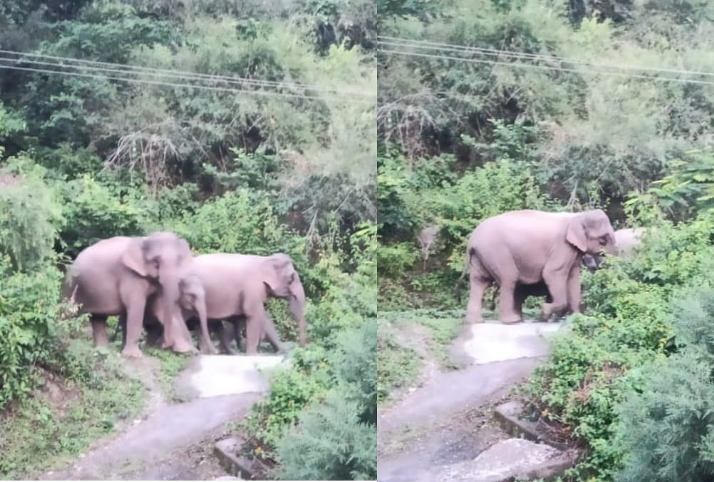 Kotdwar: Group of Elephants Arrived in Residential Area, Panic in Public