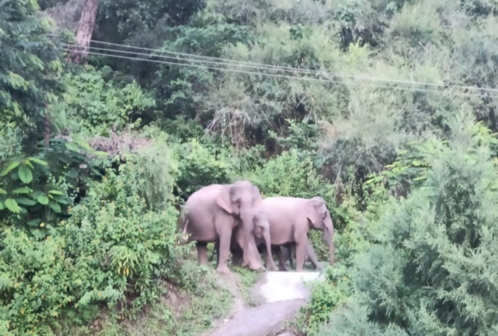 Kotdwar: Group of Elephants Arrived in Residential Area, Panic in Public