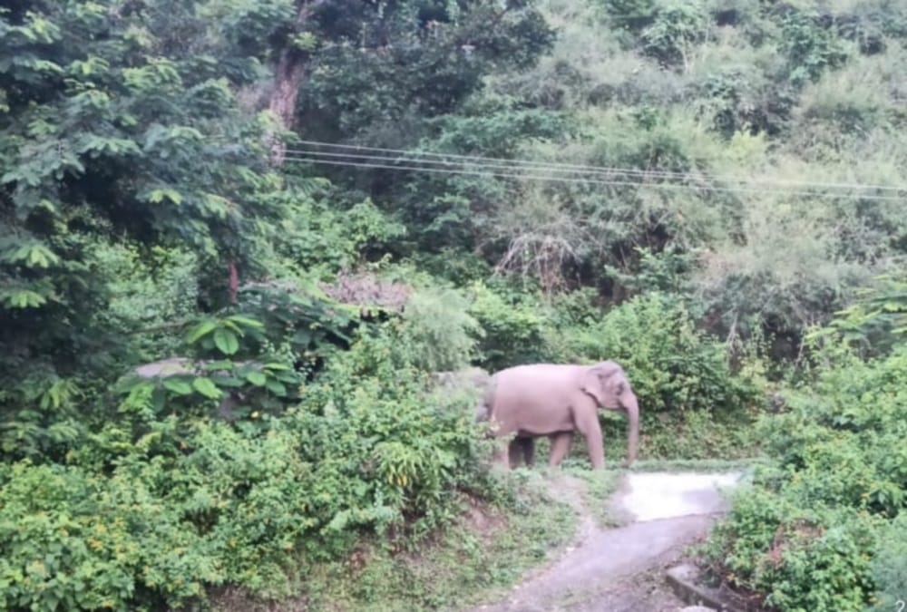 Haridwar news: Elephant Attack on Forest Officers and Employees during Patrolling