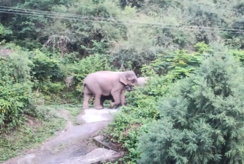 Uttarakhand News: Elephant killed woman in kotdwar Range