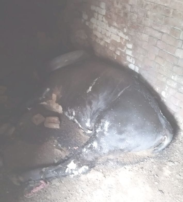 bull death,bull death etah