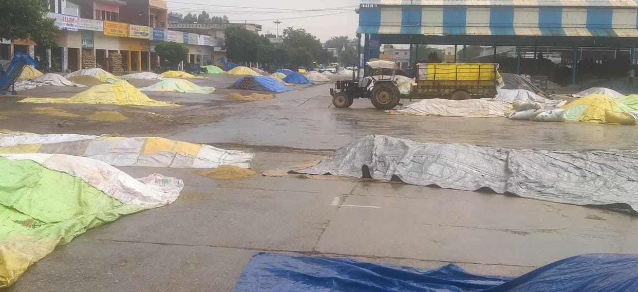 Paddy continues to reach Mandi, but purchase not started