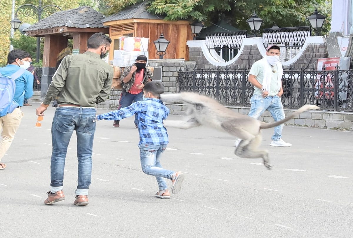 Langur caught after attacking on many people at ridge and Mall Road of shimla