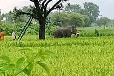 Elephant ran the farmer, saved life with great difficulty