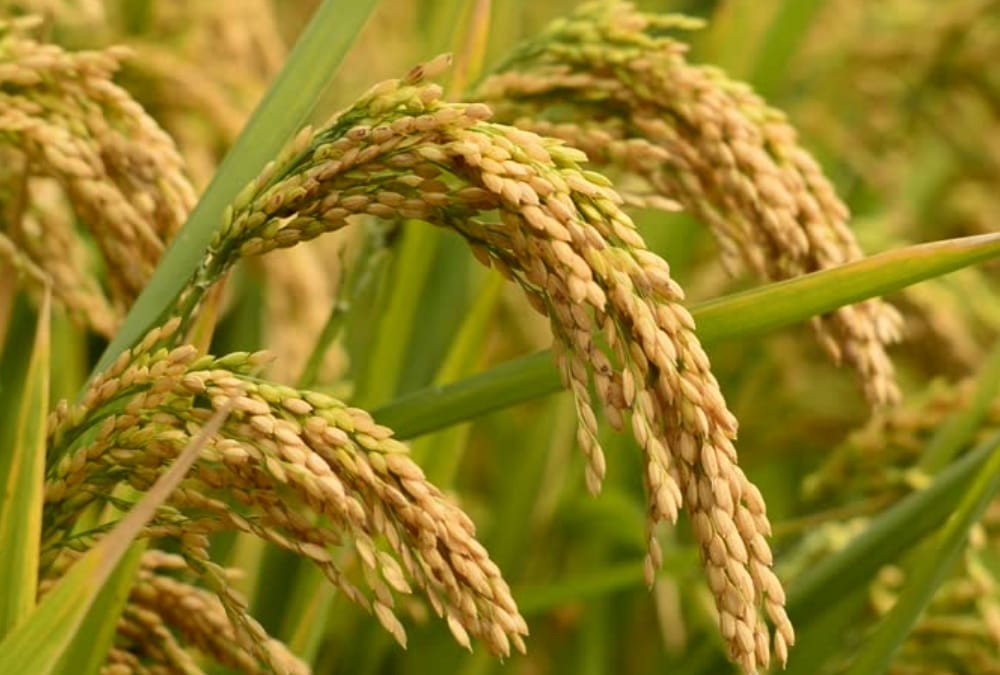 Farmers will get Rs 4000 per acre on direct sowing of paddy in Haryana