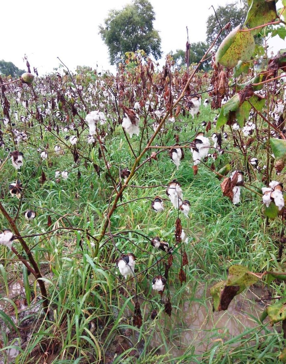 Rain in haryana south and west district