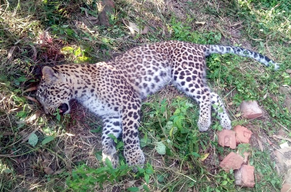 Guldar died after being hit by a vehicle