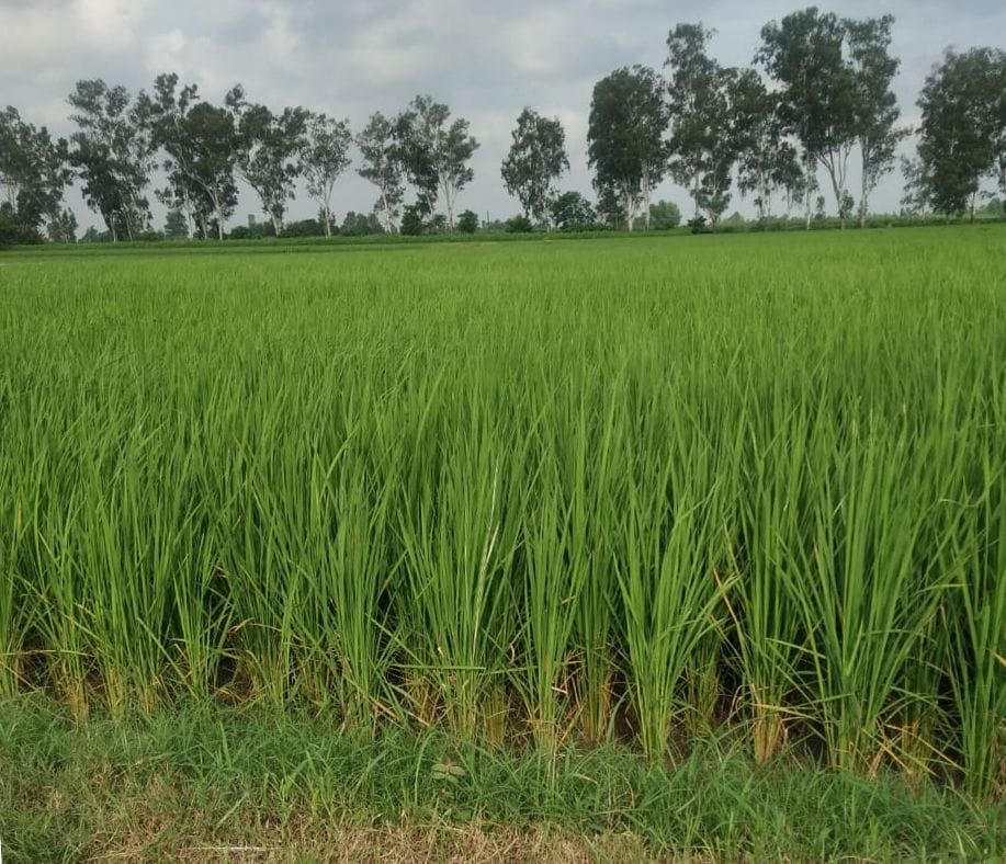 Basmati paddy scent can end summer