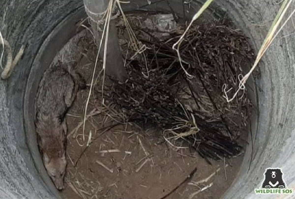 Wildlife SOS team rescues Jackal from borewell in agra