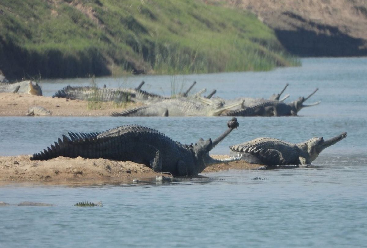 More Than 12 Hundred Newborn Alligator Reached In Chambal River