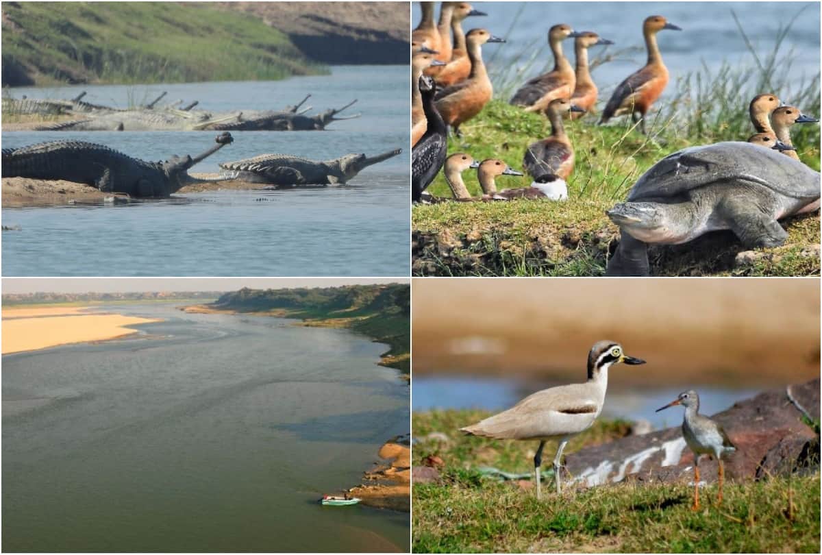 Rare aquatic creatures are being conserved in Chambal river