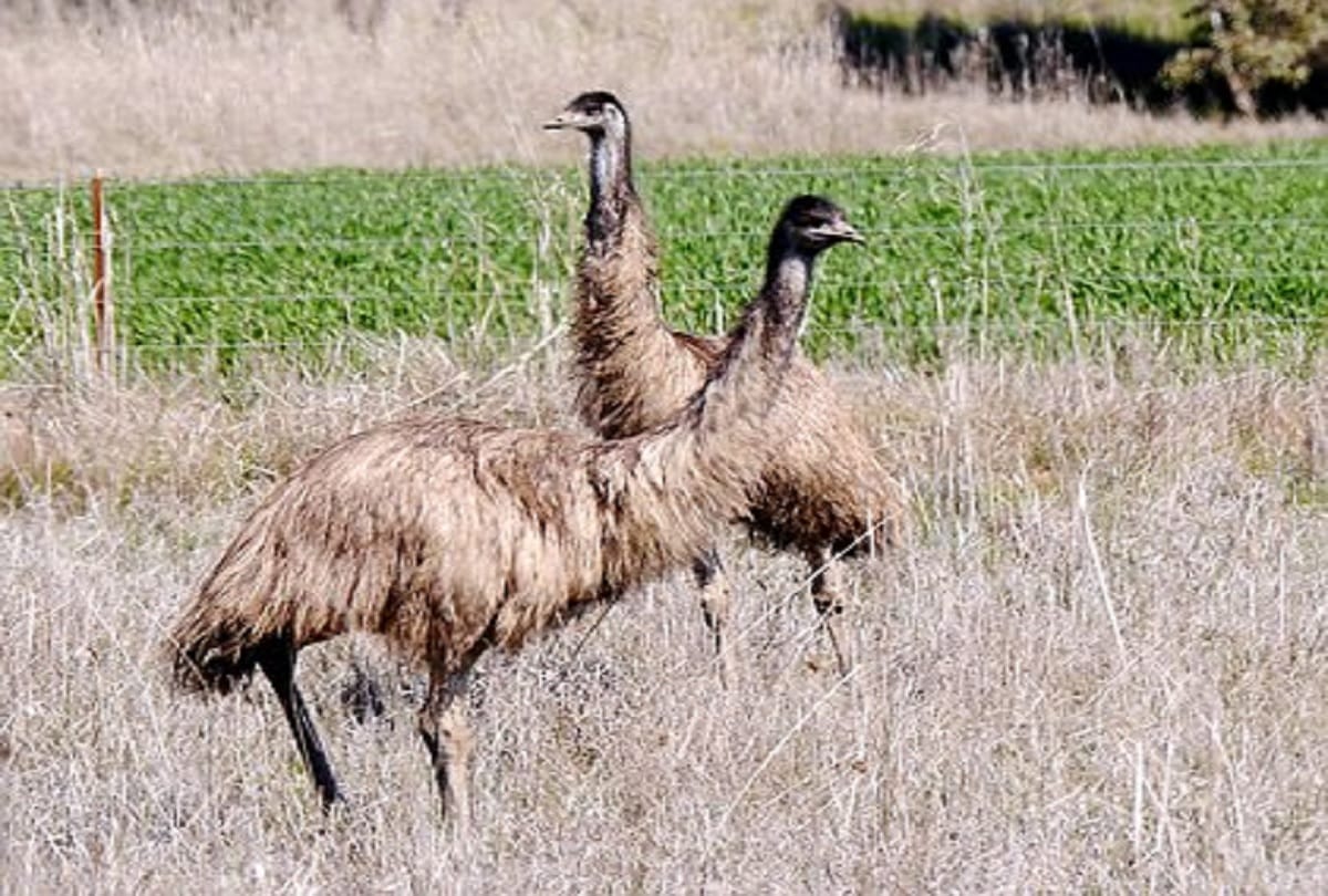 Weird Story Of  Emu War Known As The Great Emu War Australia In 1932