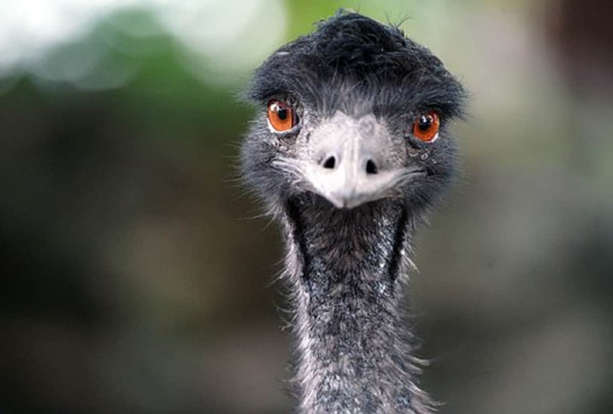 Strange and true story of Emu War also known as the Great Emu War Australia in 1932