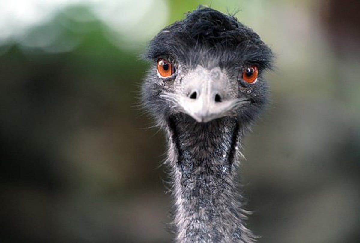 Strange and true story of Emu War also known as the Great Emu War Australia in 1932