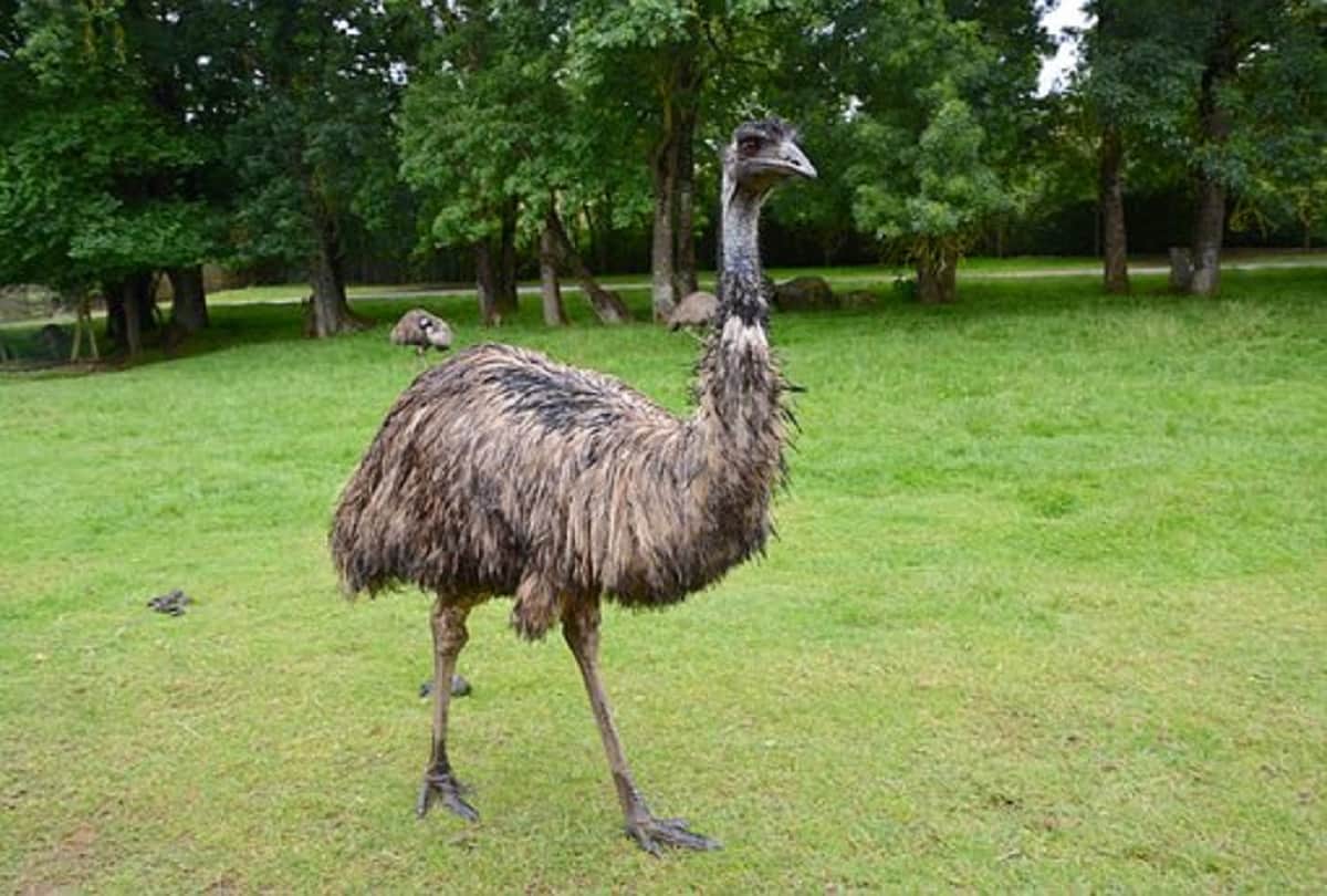 Strange and true story of Emu War also known as the Great Emu War Australia in 1932