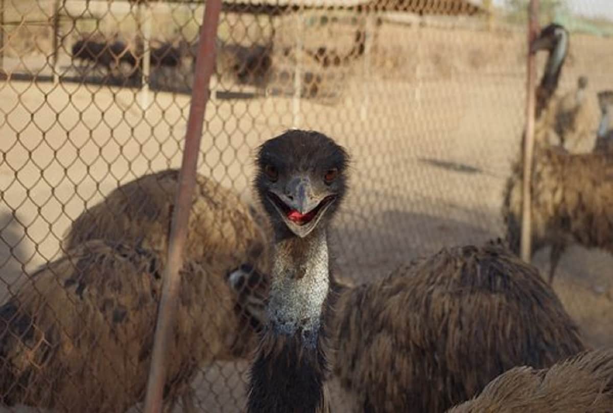 Strange and true story of Emu War also known as the Great Emu War Australia in 1932