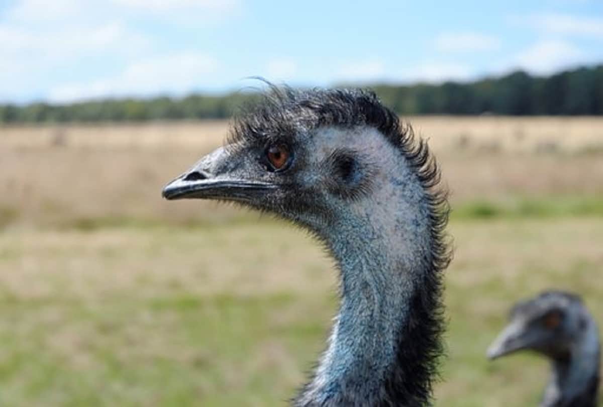 Strange and true story of Emu War also known as the Great Emu War Australia in 1932