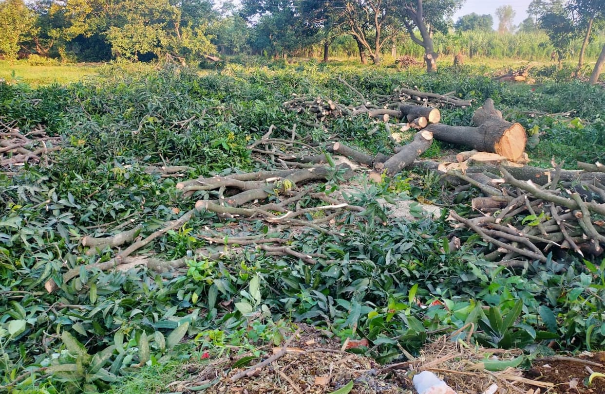Mango orchard cut without permission