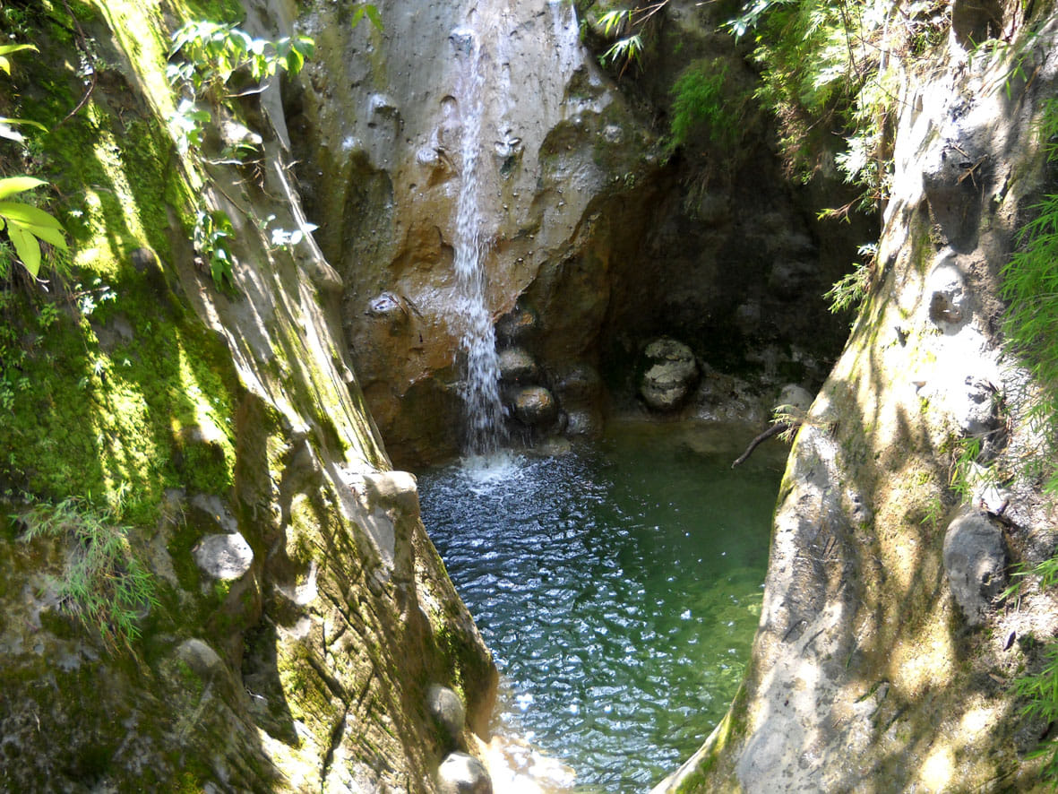 Shivalik forest area is full of natural beauty