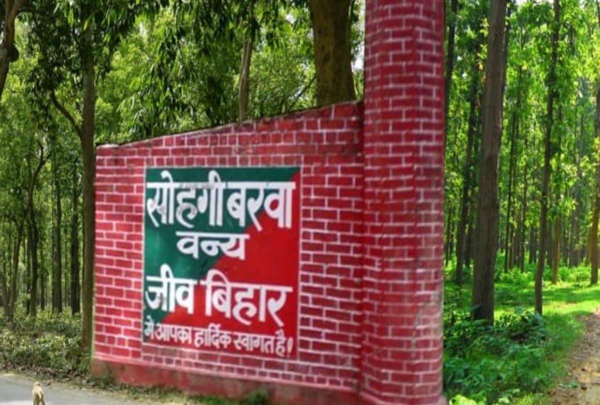 Fauna medicinal and precious trees filled with plants Sohgibarwan Wildlife Division Maharajganj