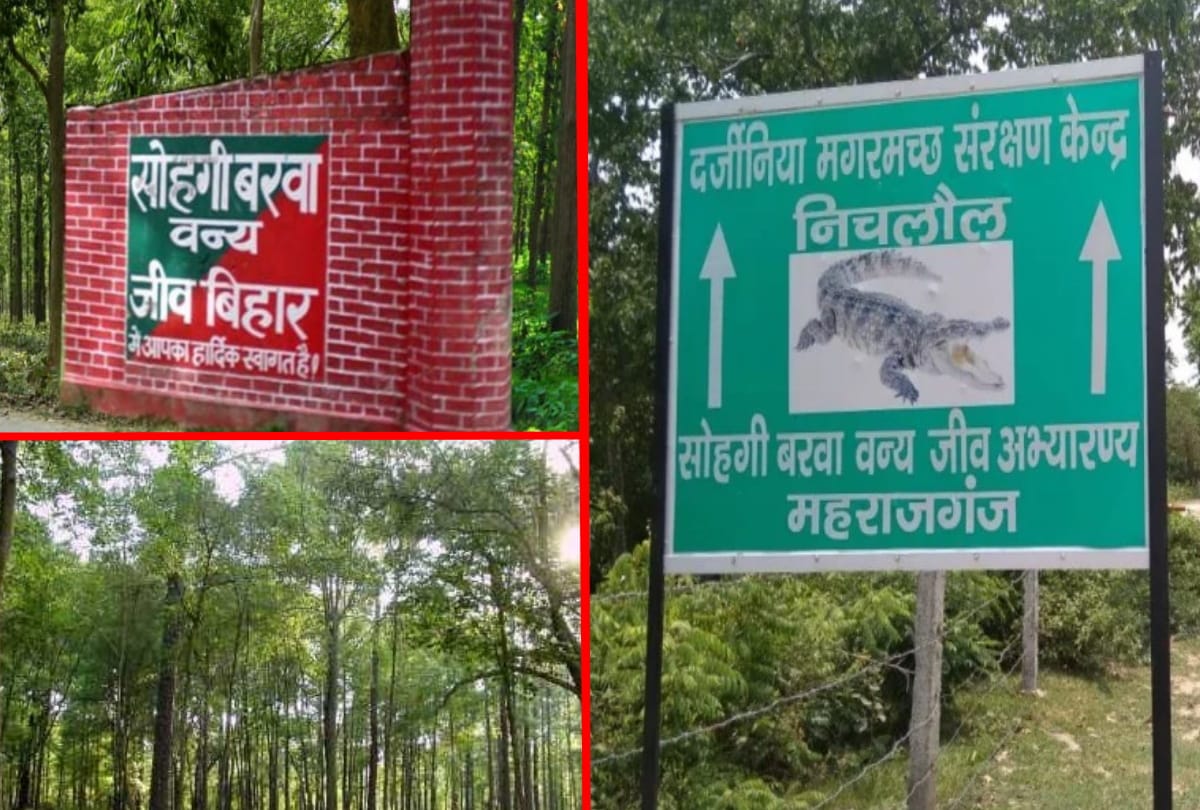 Fauna medicinal and precious trees filled with plants Sohgibarwan Wildlife Division Maharajganj