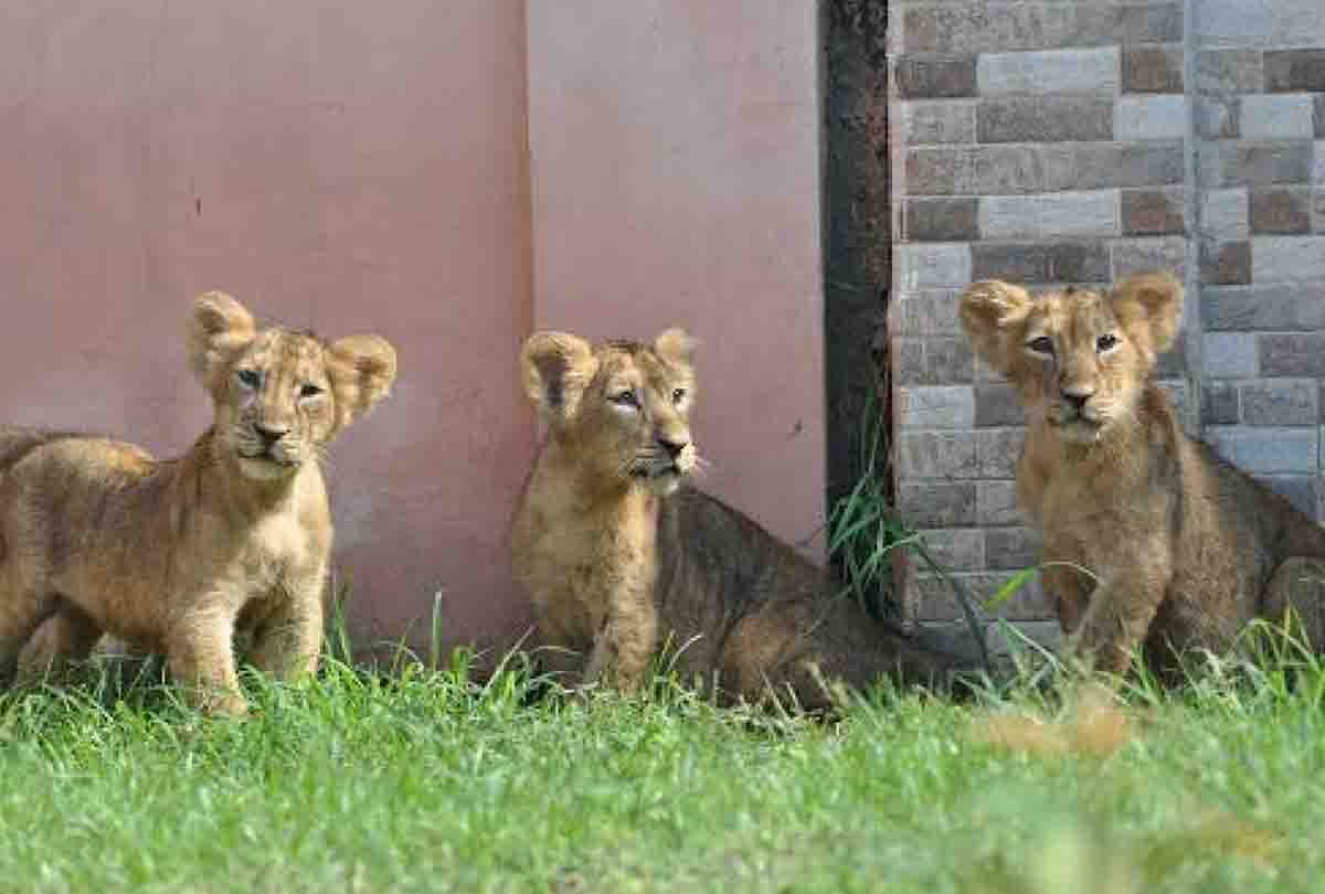 The fifth cub also died in Etawah Safari, four cubs died in a week, these questions are being raised