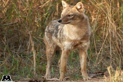 Teenager injured in jackal attack dies