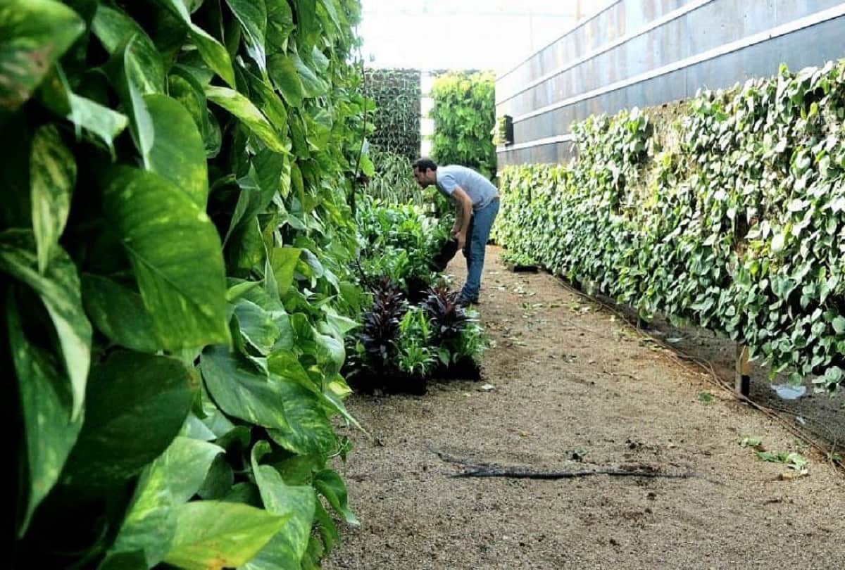 vertical farming in Israel Wall farming system