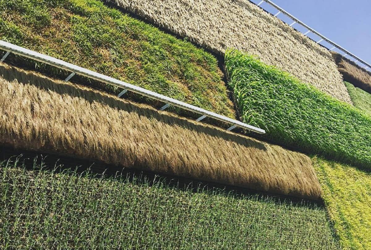 vertical farming in Israel Wall farming system