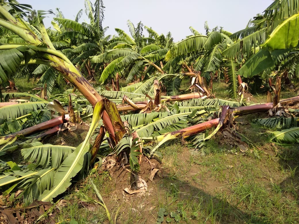 crops destroy in heavy rain
